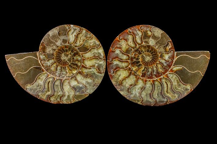 Agate Replaced Ammonite Fossil - Madagascar #158329